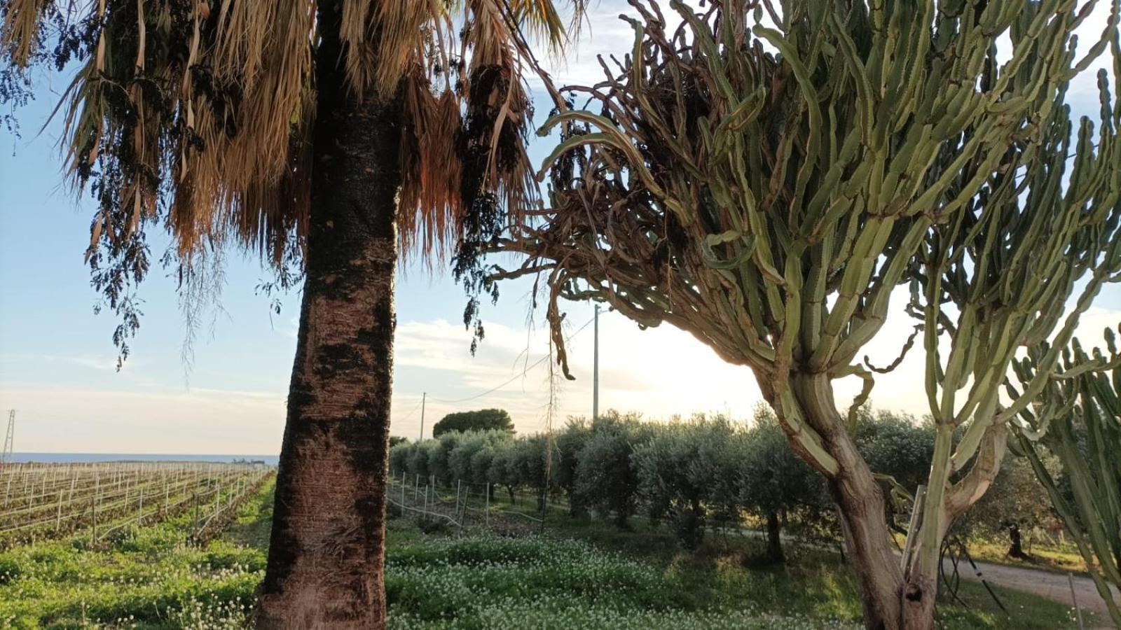 Casa Bouganville Villetta Tra Le Vigne E Il Mare Menfi Kültér fotó