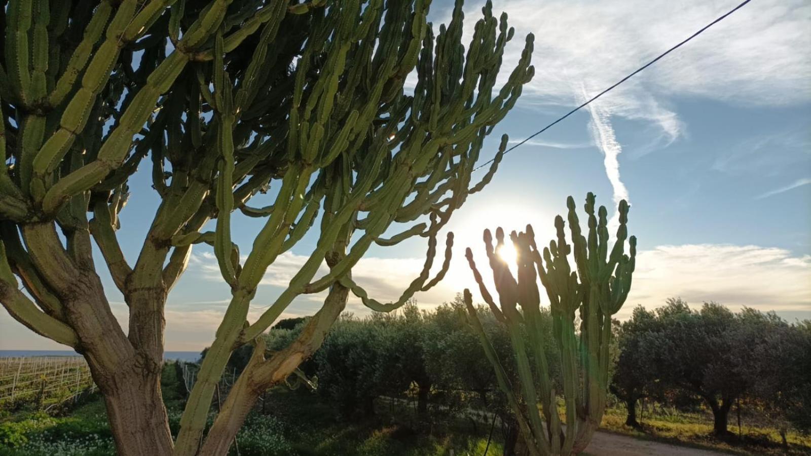 Casa Bouganville Villetta Tra Le Vigne E Il Mare Menfi Kültér fotó