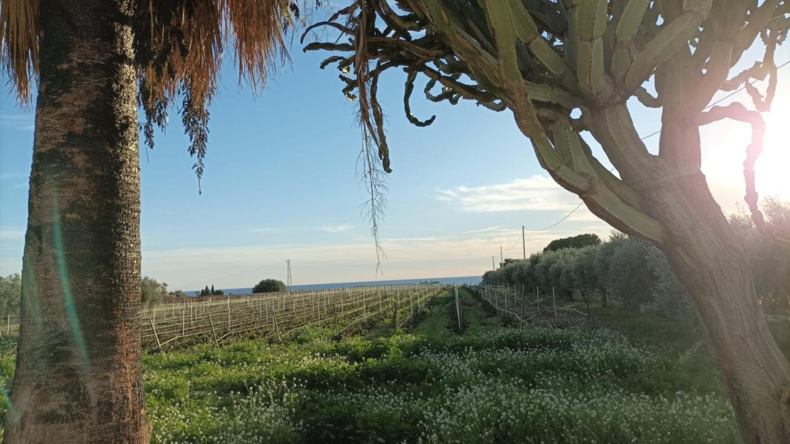 Casa Bouganville Villetta Tra Le Vigne E Il Mare Menfi Kültér fotó
